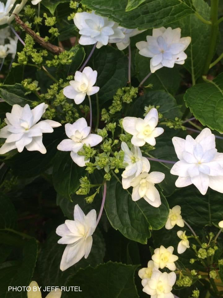Hydrangea macrophylla 'Fuji Waterfall’ Hydrangea
