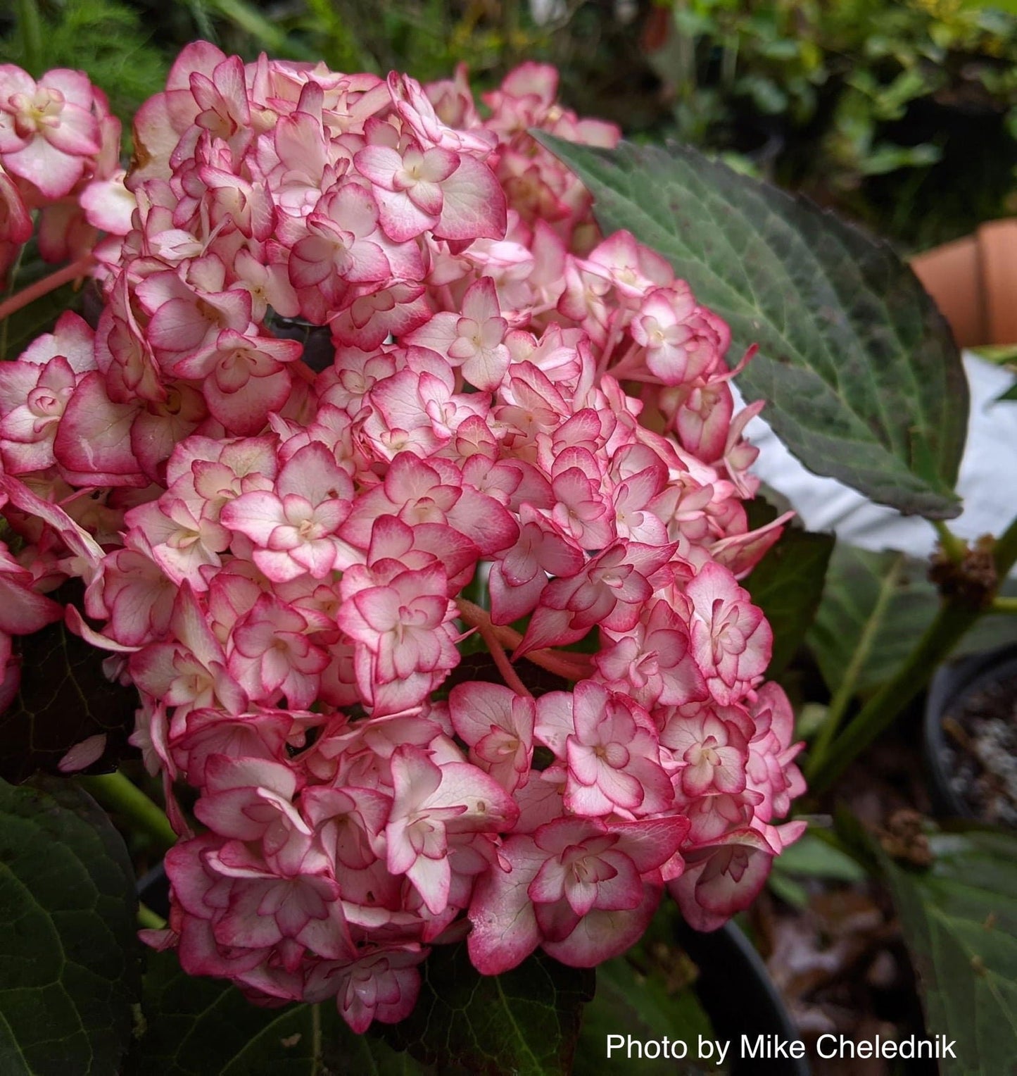 Hydrangea macrophylla 'Miss Saori' Dark Foliage Hydrangea