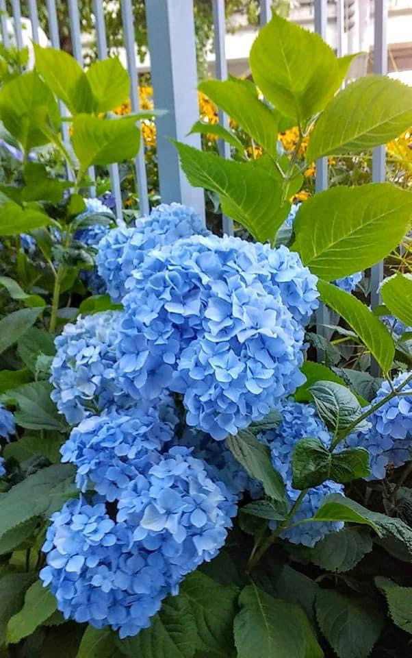 Hydrangea macrophylla 'Nikko Blue’ Blue Bloom Hydrangea