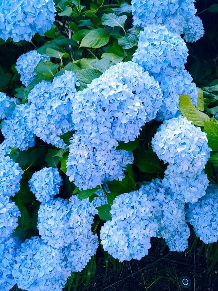 Hydrangea macrophylla 'Nikko Blue’ Blue Bloom Hydrangea
