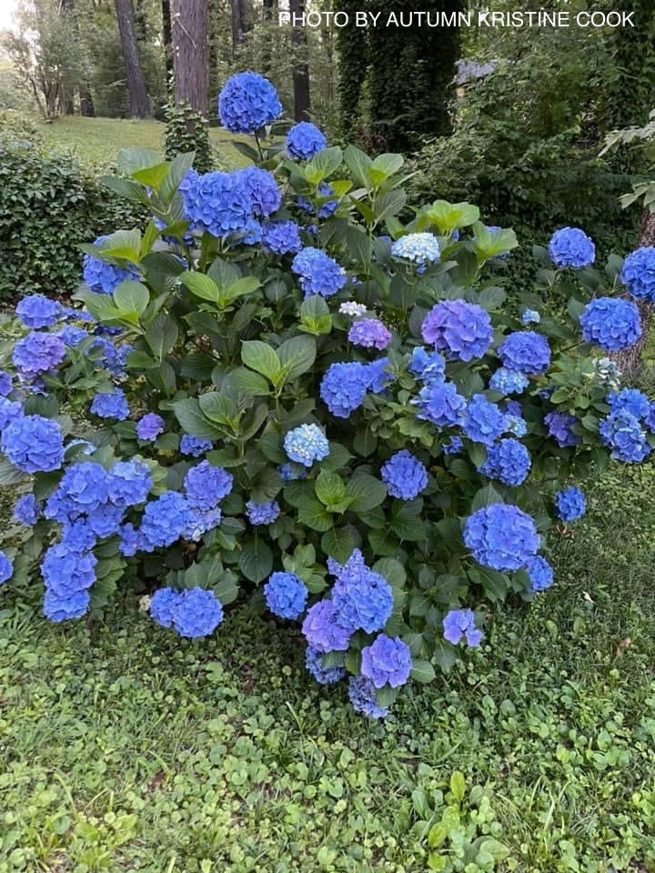 Hydrangea macrophylla 'Nikko Blue’ Blue Bloom Hydrangea