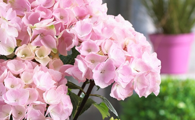 Hydrangea macrophylla ‘Onyx Flamingo’ Black Stem Hydrangea