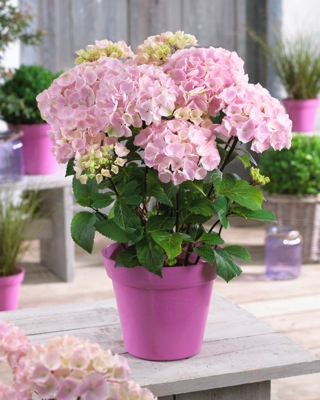 Hydrangea macrophylla ‘Onyx Flamingo’ Black Stem Hydrangea