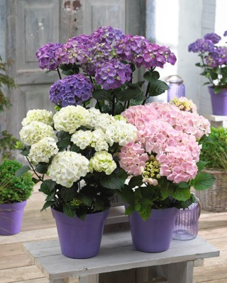 Hydrangea macrophylla ‘Onyx Flamingo’ Black Stem Hydrangea