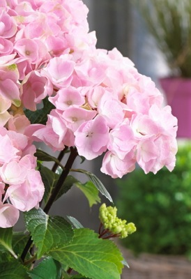 Hydrangea macrophylla ‘Onyx Flamingo’ Black Stem Hydrangea
