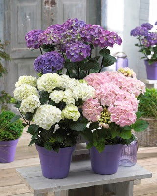Hydrangea macrophylla ‘Onyx Peacock’ Black Stem Hydrangea