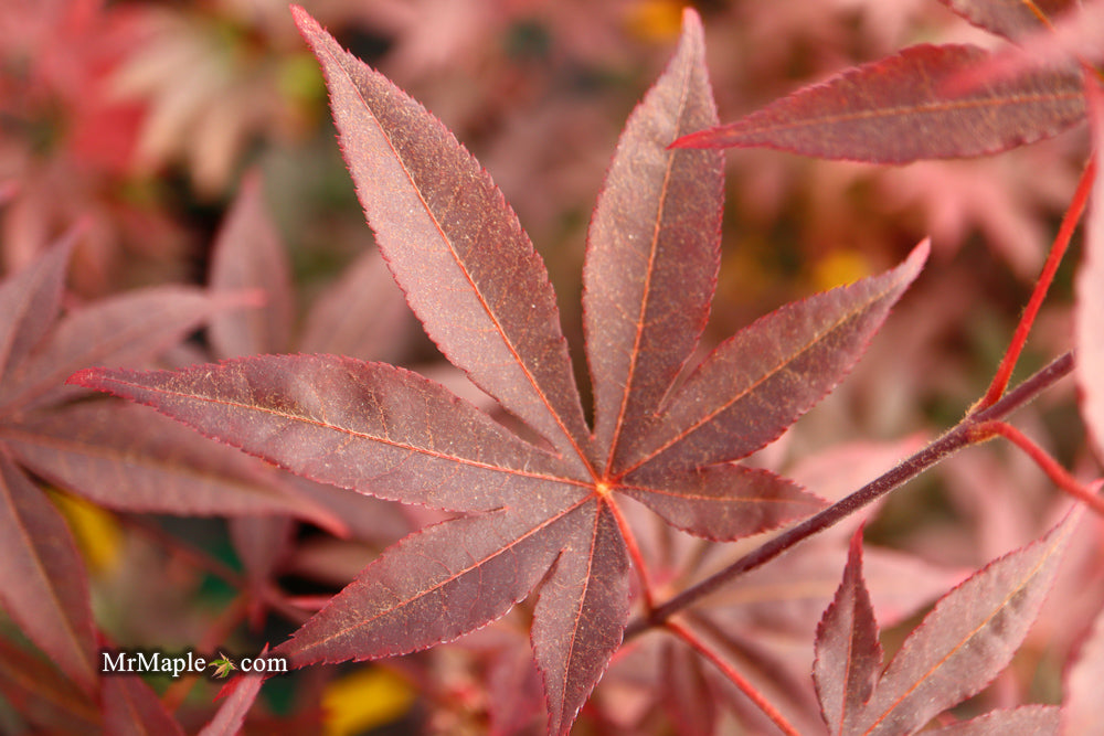 Acer palmatum 'Emperor 1' Japanese Maple Tree