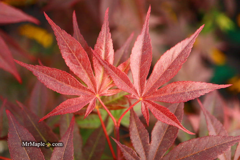 Acer palmatum 'Emperor 1' Japanese Maple Tree