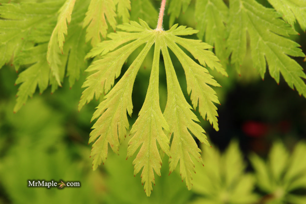 Acer japonicum 'Mai kujaku' Dancing Peacock Japanese Maple