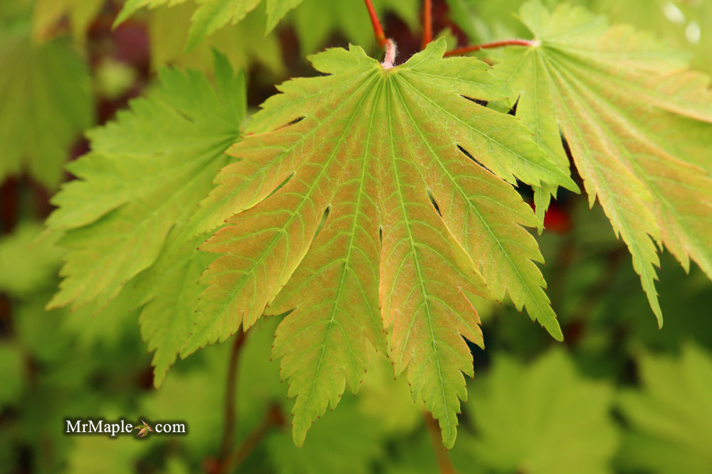 Acer japonicum 'Emmett's Pumpkin' Full Moon Japanese Maple