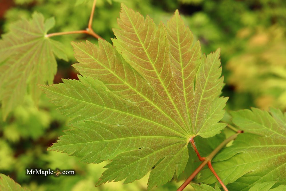 Acer japonicum 'Emmett's Pumpkin' Full Moon Japanese Maple