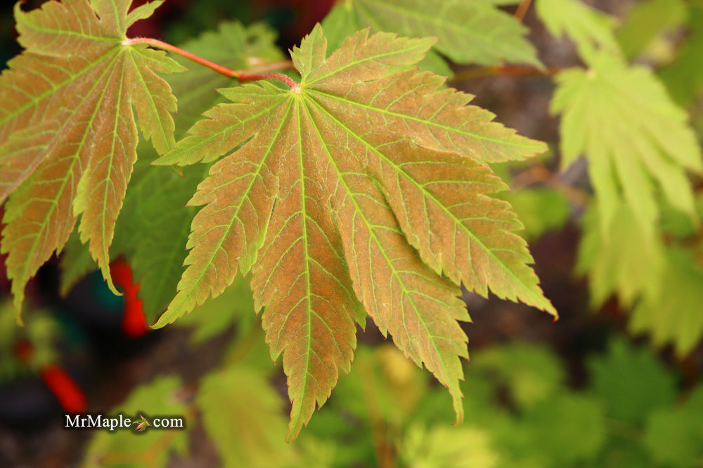 Acer japonicum 'Emmett's Pumpkin' Full Moon Japanese Maple