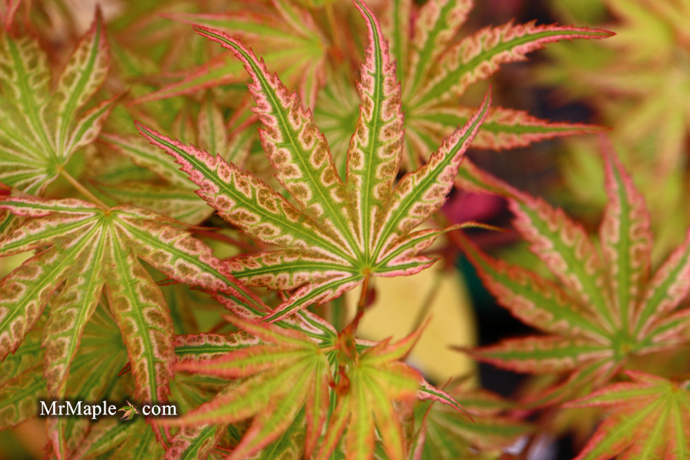Acer palmatum 'Ikandi' Japanese Maple