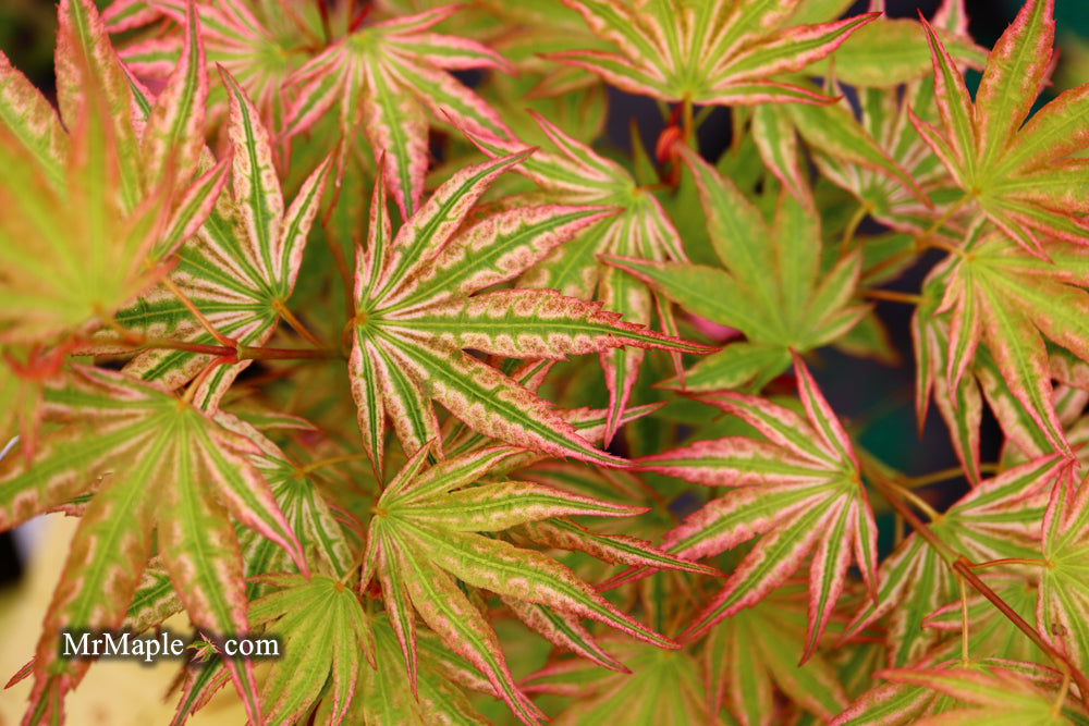 Acer palmatum 'Ikandi' Japanese Maple