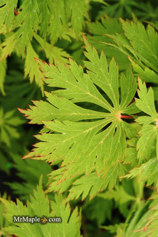 Acer japonicum 'Mai kujaku' Dancing Peacock Japanese Maple