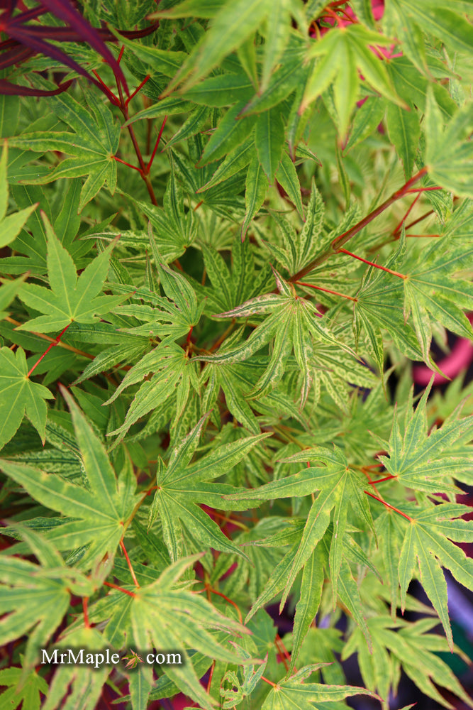 Acer palmatum 'Ikandi' Japanese Maple