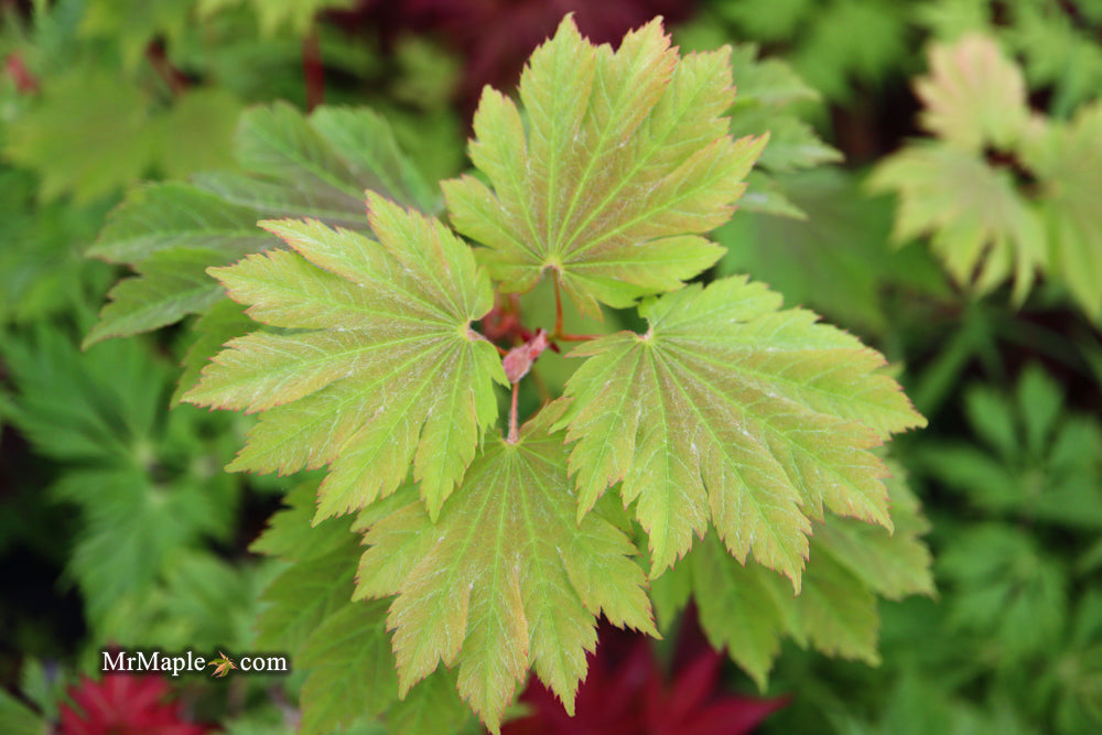 Acer japonicum 'Emmett's Pumpkin' Full Moon Japanese Maple