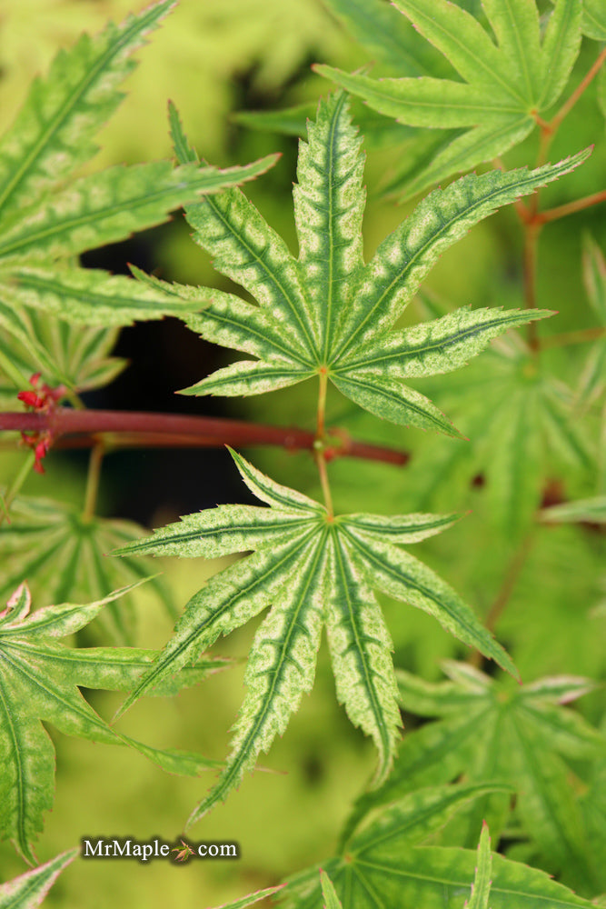 Acer palmatum 'Ikandi' Japanese Maple