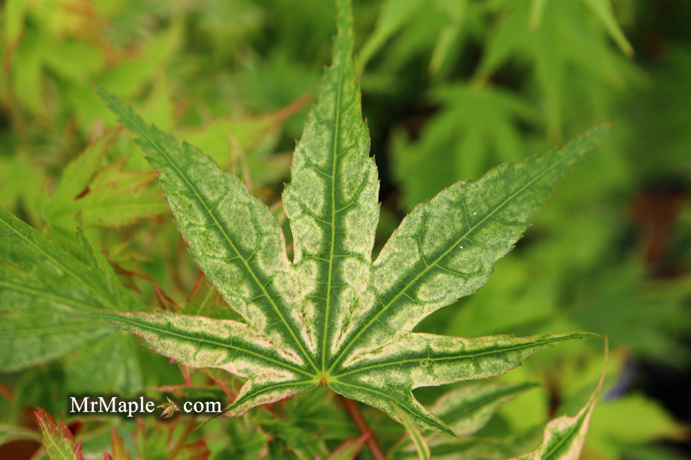 Acer palmatum 'Ikandi' Japanese Maple