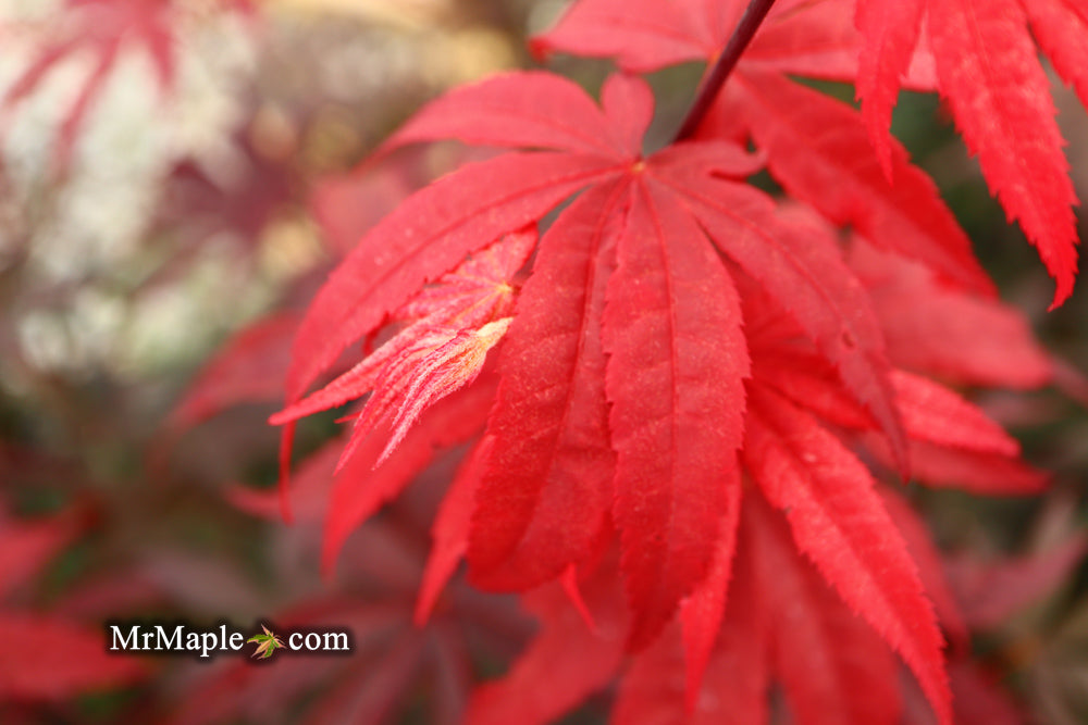 Acer palmatum 'Emperor 1' Japanese Maple Tree