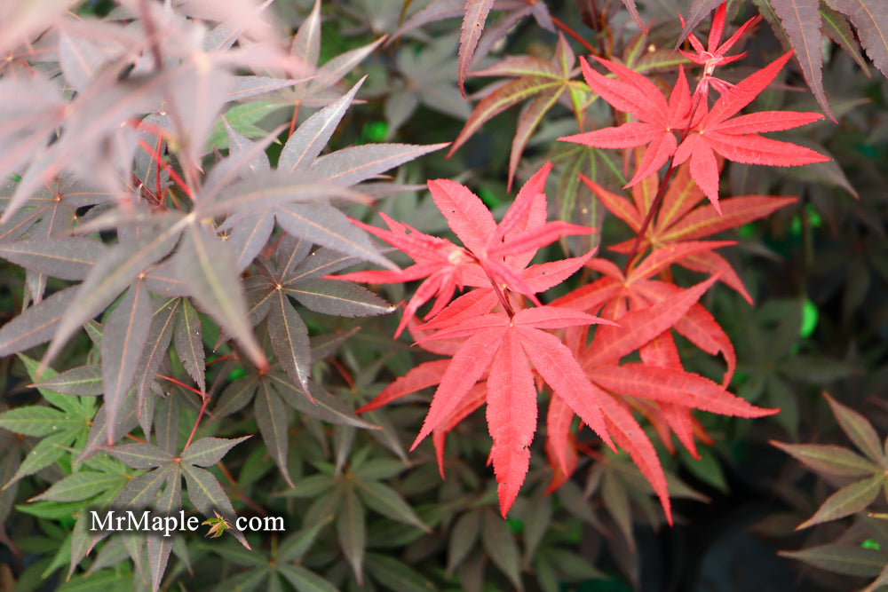 Acer palmatum 'Emperor 1' Japanese Maple Tree