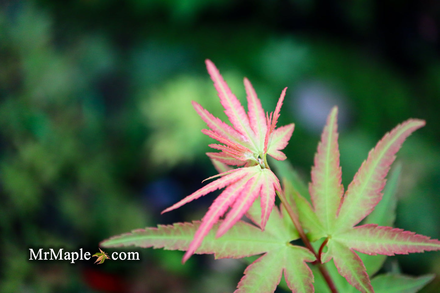 Acer palmatum 'Ikandi' Japanese Maple