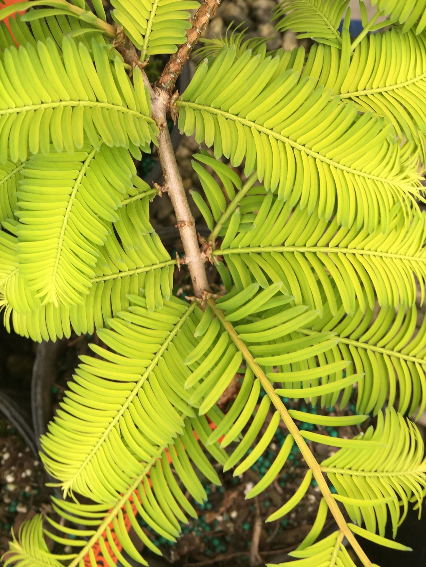 Metasequoia glyptostroboides 'Gold Rush' Golden Dawn Redwood