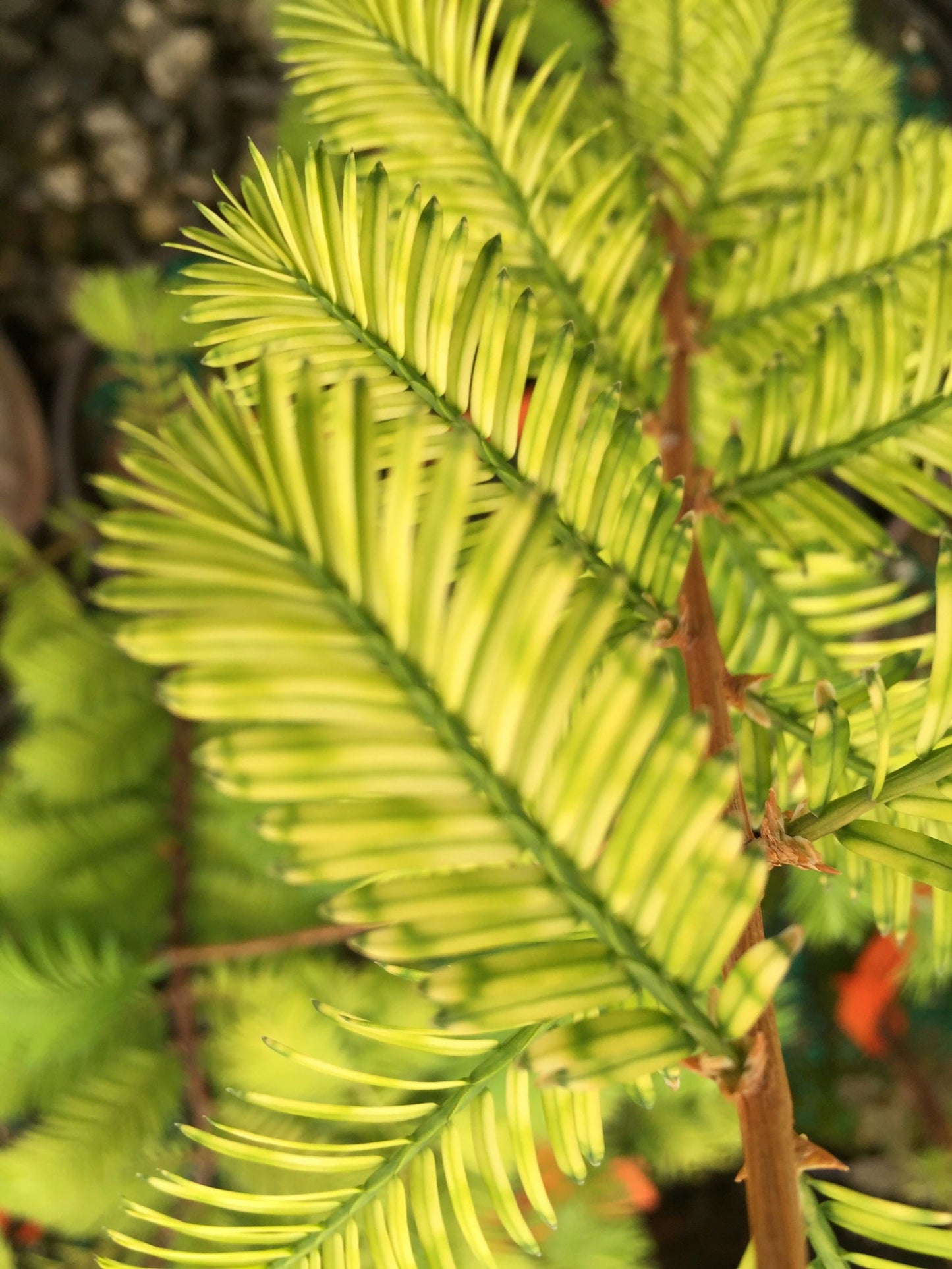 Metasequoia glyptostroboides 'Little Creamy' Variegated Dawn Redwood