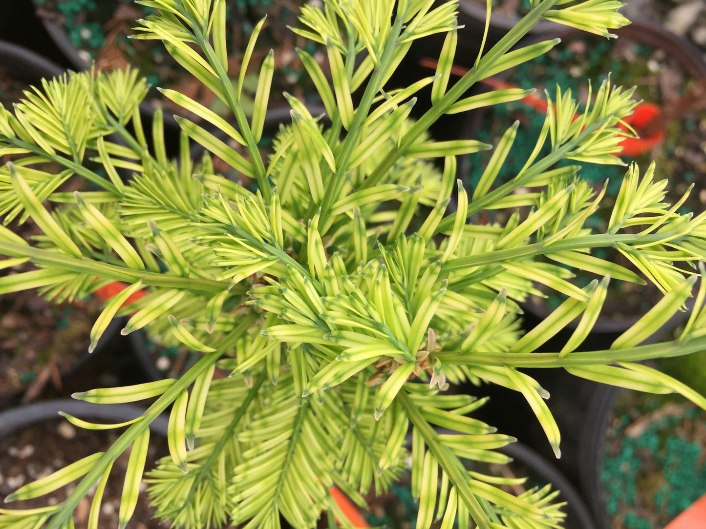 Metasequoia glyptostroboides 'Little Creamy' Variegated Dawn Redwood