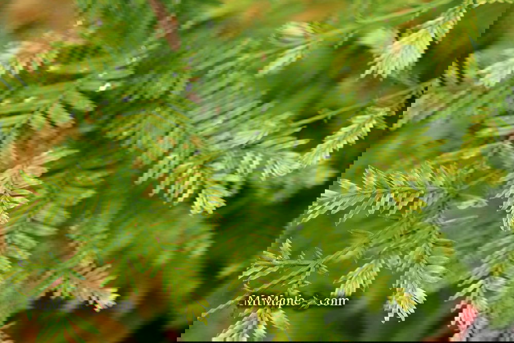 Metasequoia glyptostroboides 'Little Creamy' Variegated Dawn Redwood