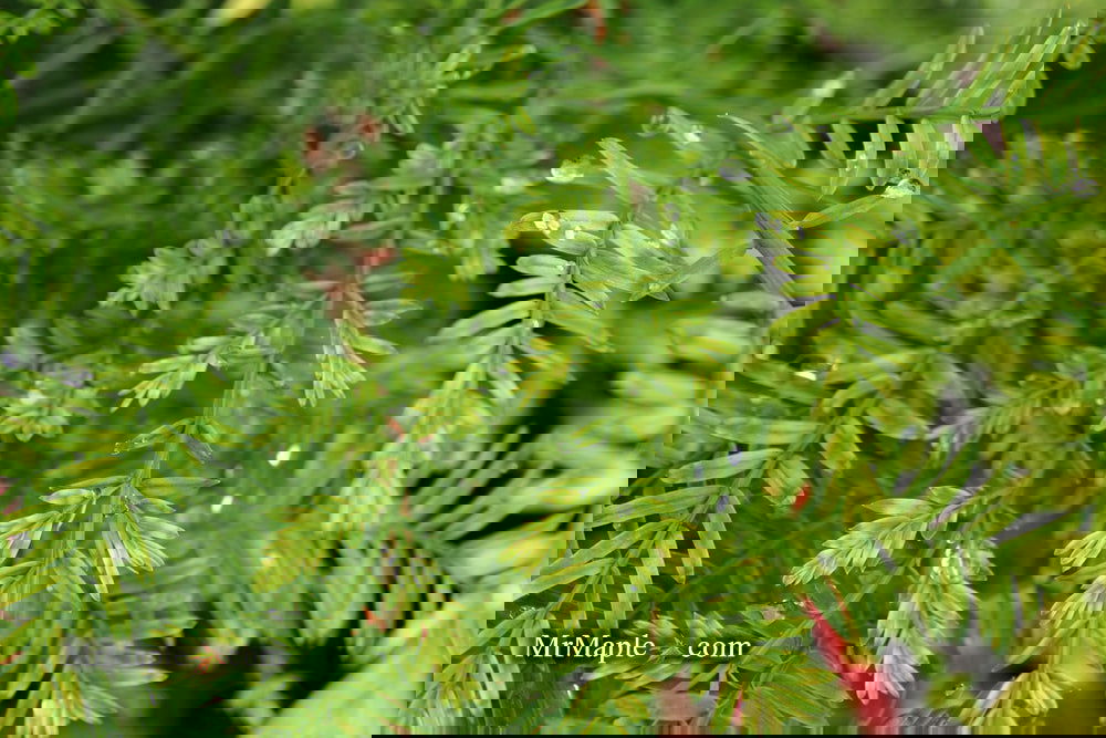 Metasequoia glyptostroboides 'Little Creamy' Variegated Dawn Redwood