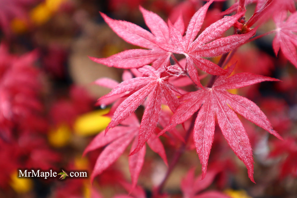 Acer palmatum 'Emperor 1' Japanese Maple Tree