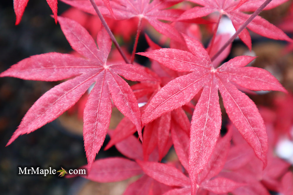 Acer palmatum 'Emperor 1' Japanese Maple Tree