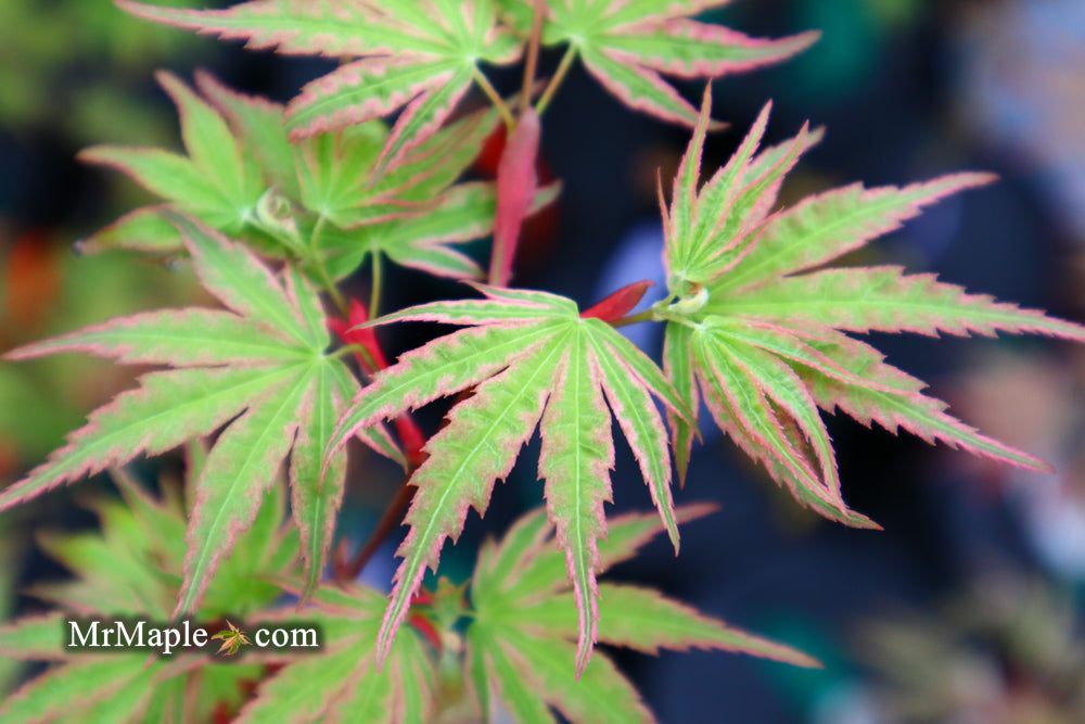 Acer palmatum 'Ikandi' Japanese Maple