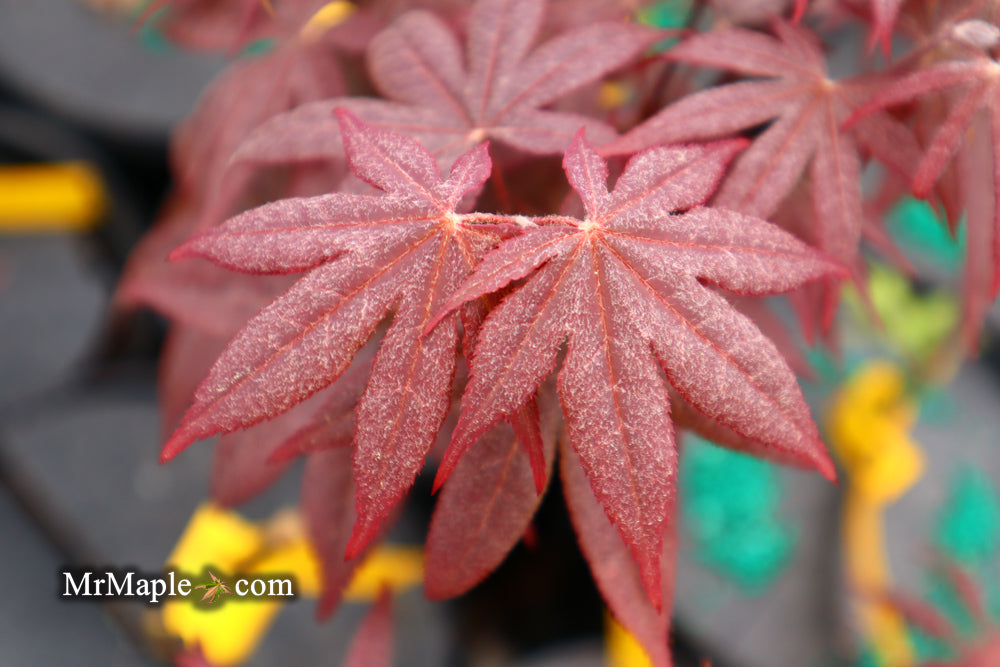 Acer palmatum 'Emperor 1' Japanese Maple Tree
