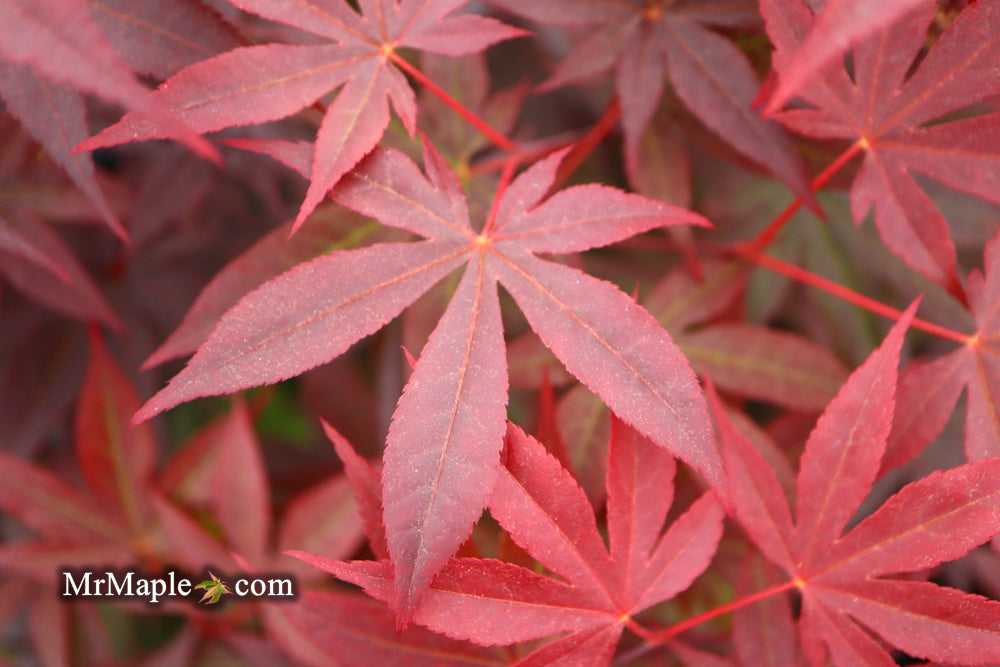 Acer palmatum 'Emperor 1' Japanese Maple Tree