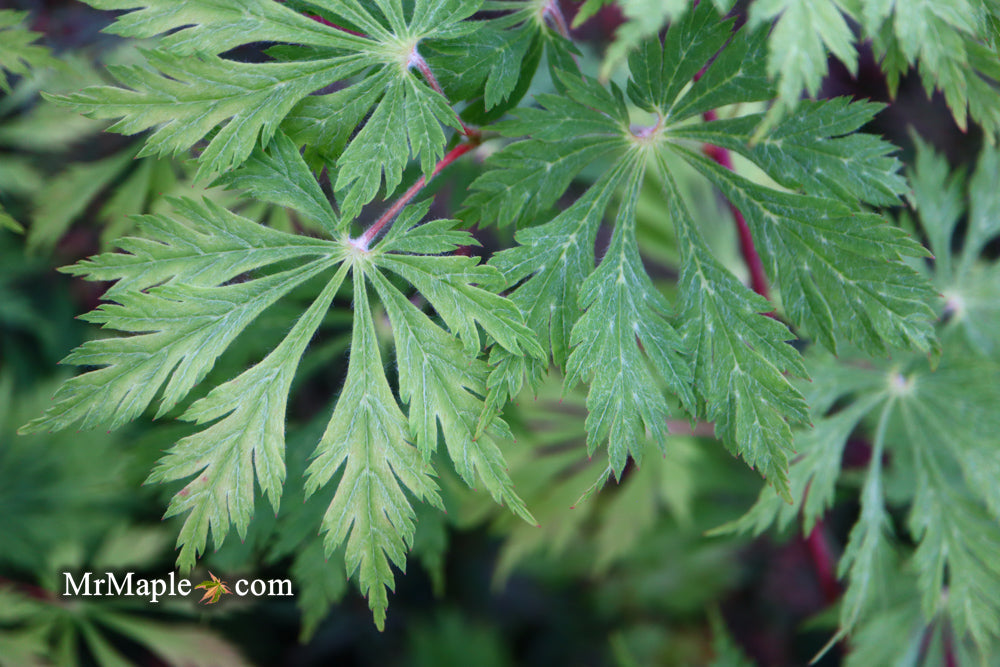 Acer japonicum 'Mai kujaku' Dancing Peacock Japanese Maple
