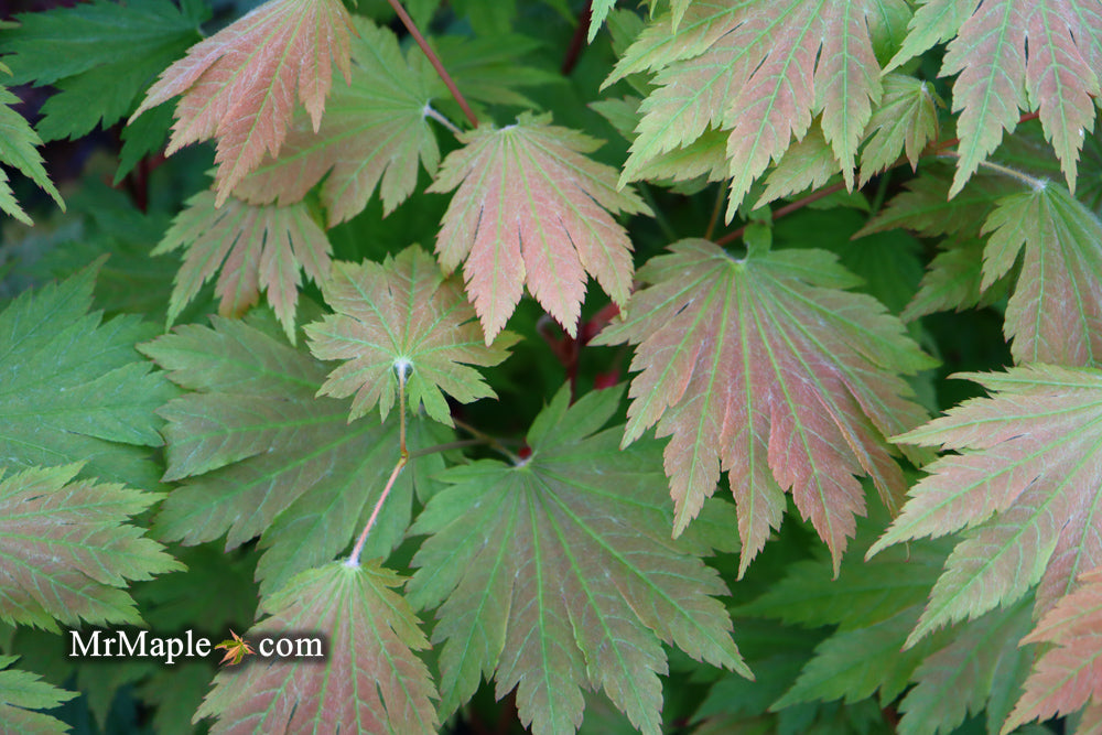 Acer japonicum 'Emmett's Pumpkin' Full Moon Japanese Maple