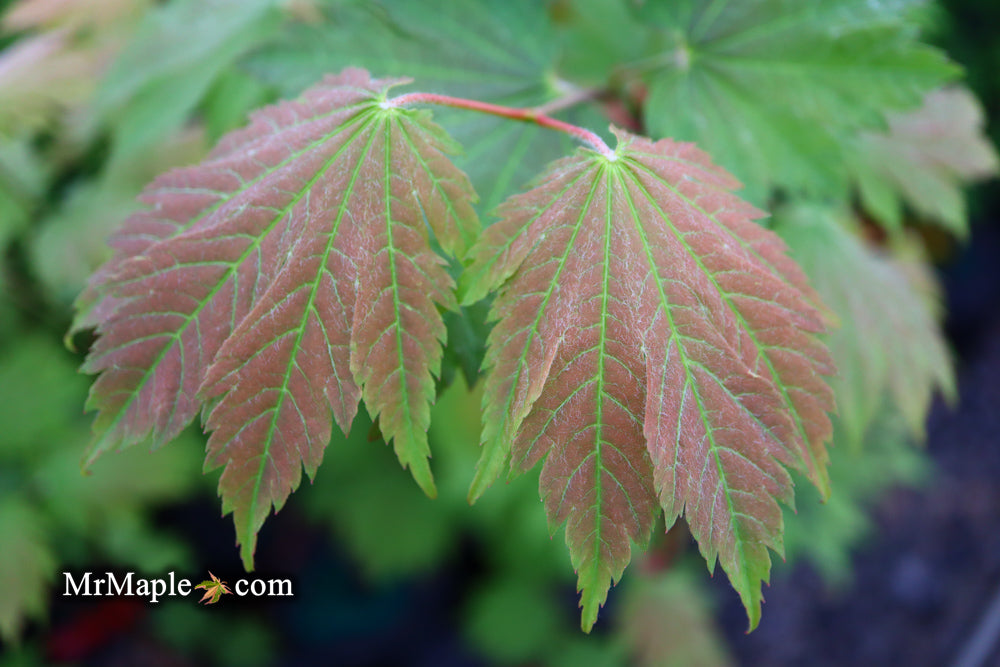 Acer japonicum 'Emmett's Pumpkin' Full Moon Japanese Maple