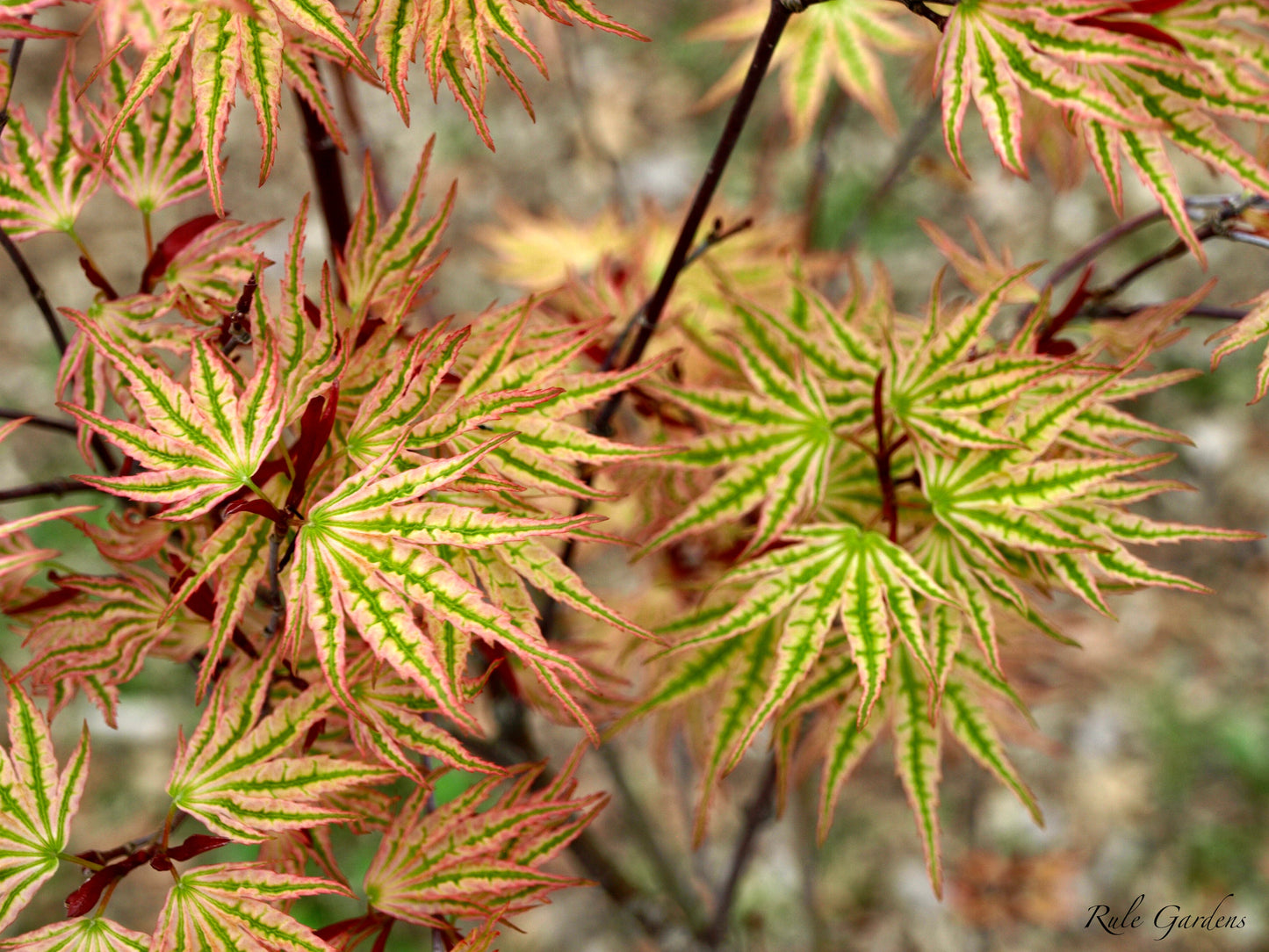 Acer palmatum 'Ikandi' Japanese Maple