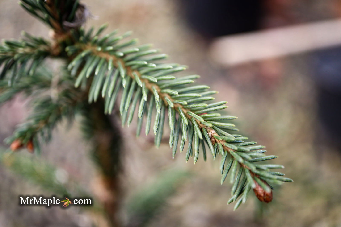 Picea Abies 'Rubra Spicata' Rare Red-Tipped Norway Spruce