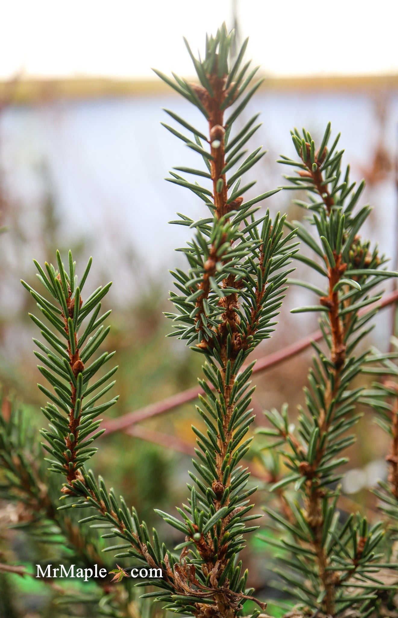 Picea Abies 'Rubra Spicata' Rare Red-Tipped Norway Spruce