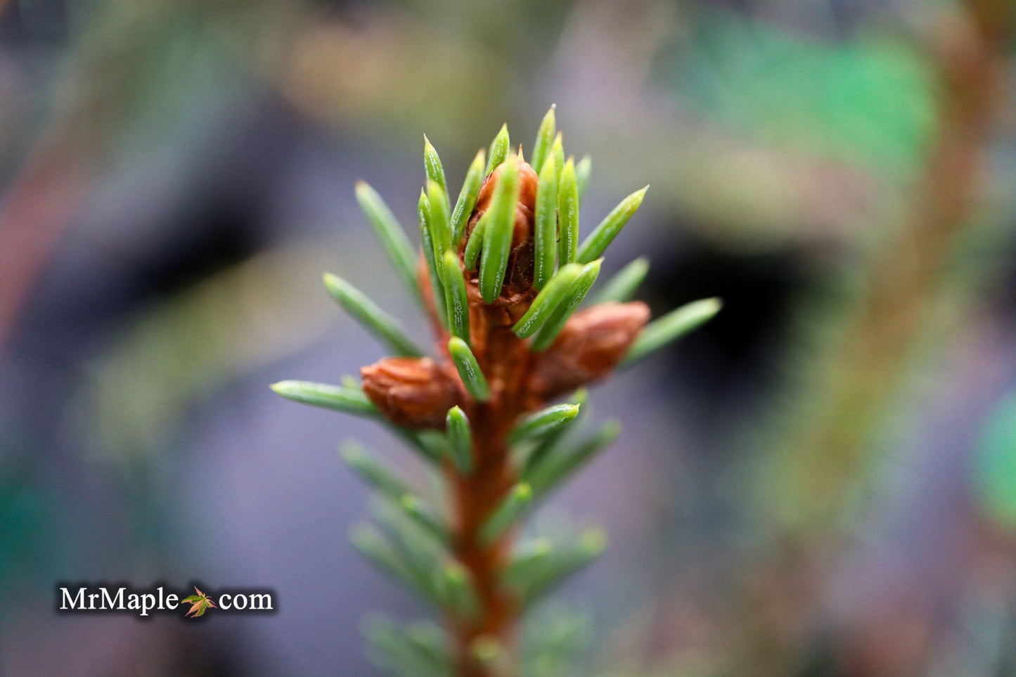 Picea Abies 'Rubra Spicata' Rare Red-Tipped Norway Spruce