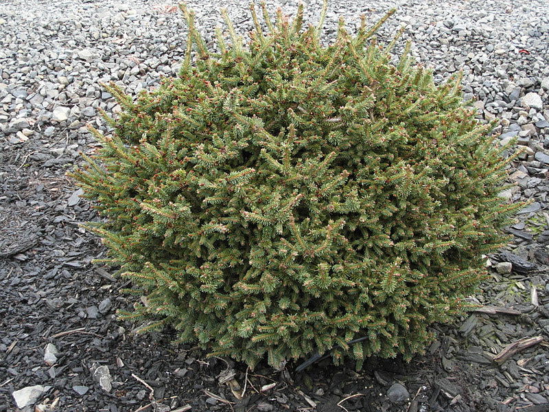 Picea abies 'Kluis' Rare Dwarf Norway Spruce