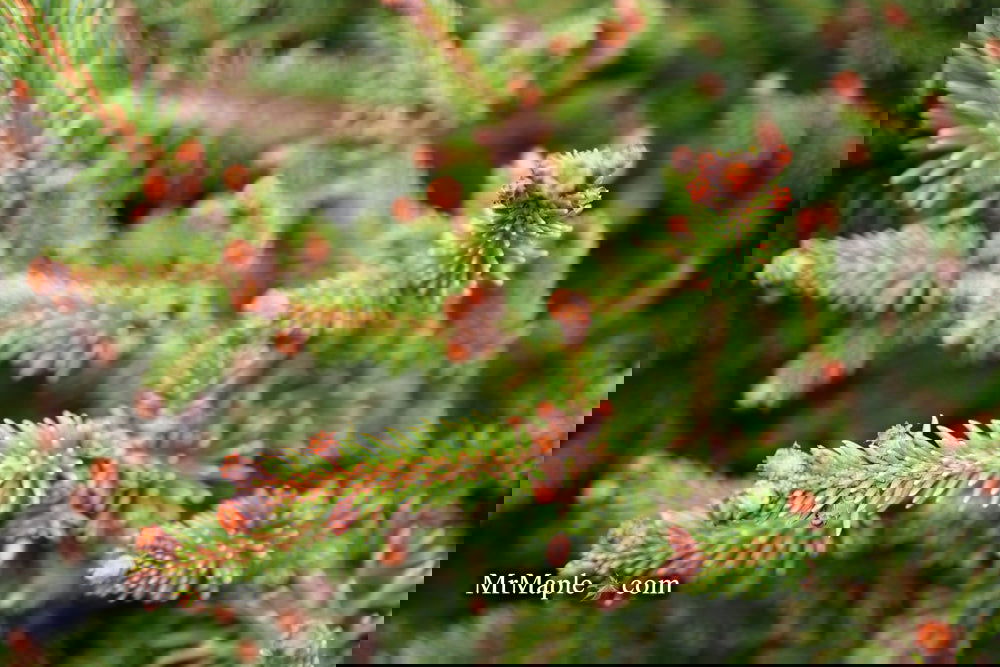Picea abies 'Kluis' Rare Dwarf Norway Spruce