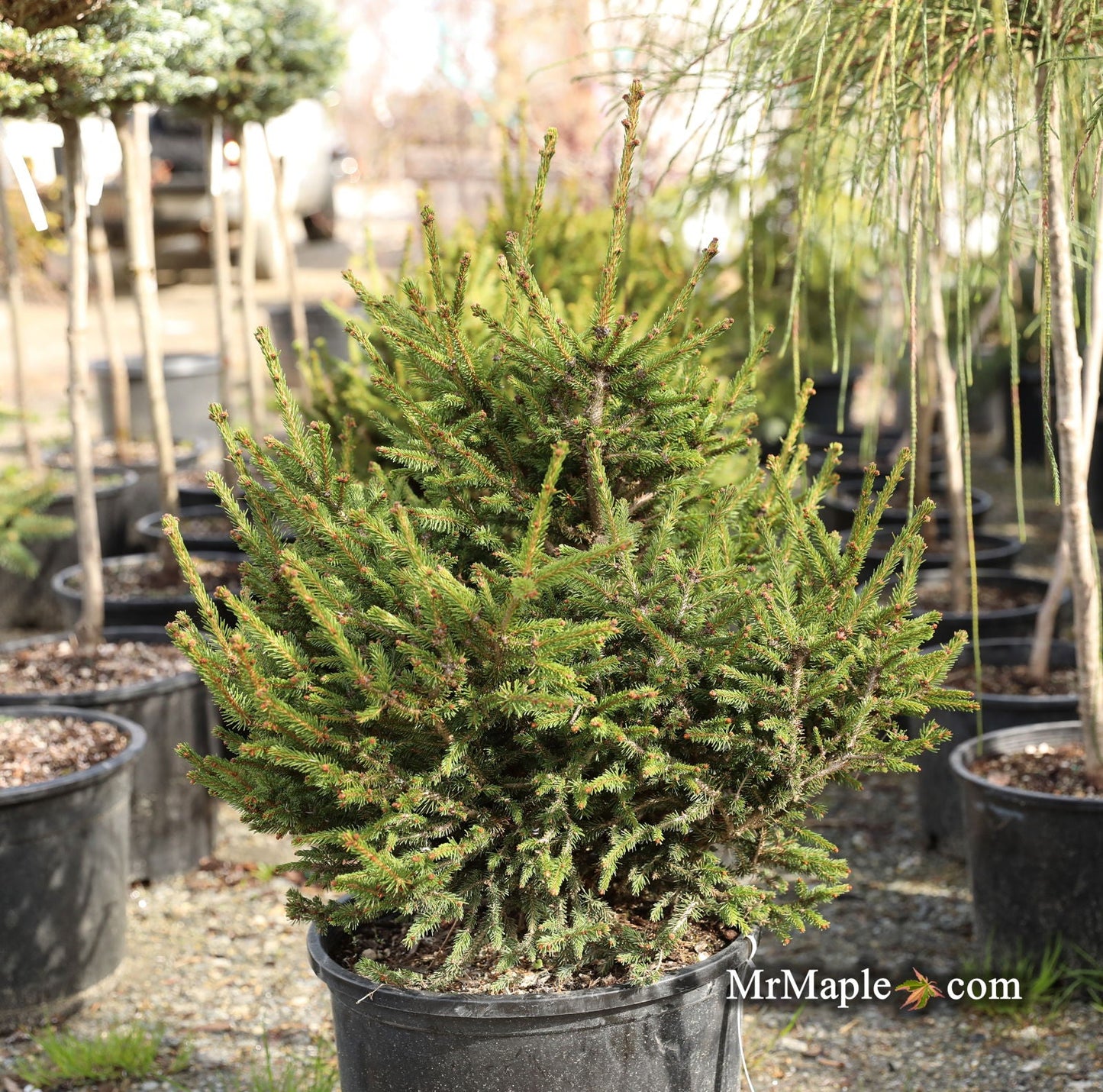 Picea abies 'Kluis' Rare Dwarf Norway Spruce