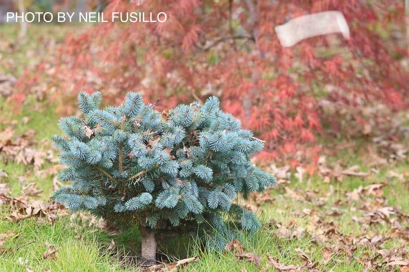 Picea pungens ‘Globosa' Dwarf Colorado Blue Spruce
