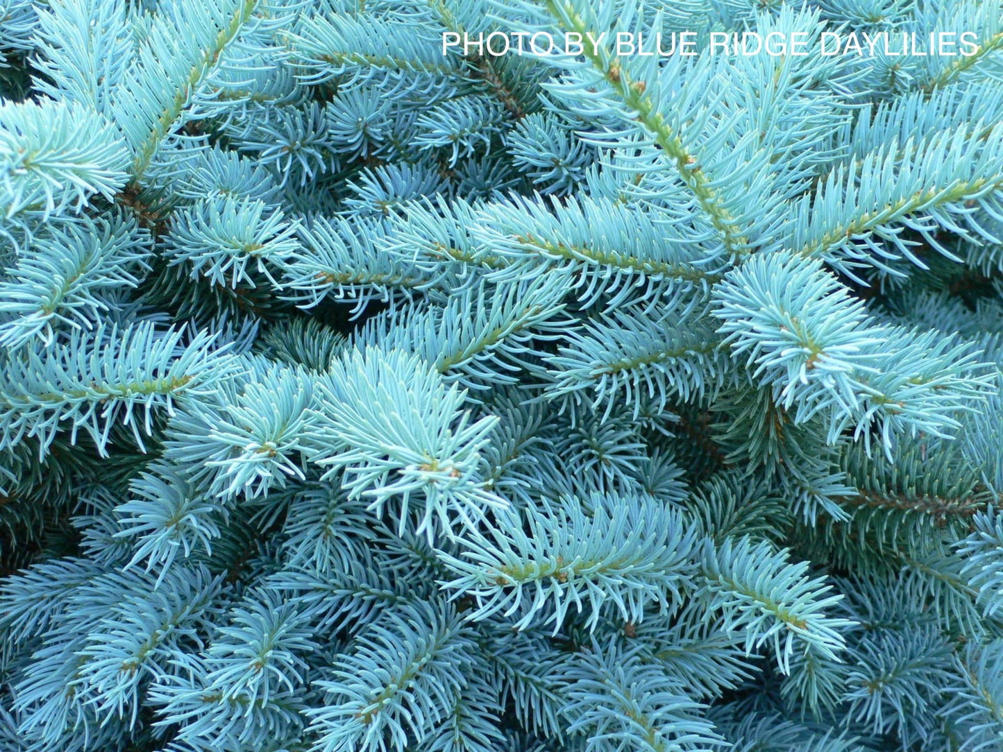 Picea pungens ‘Globosa' Dwarf Colorado Blue Spruce