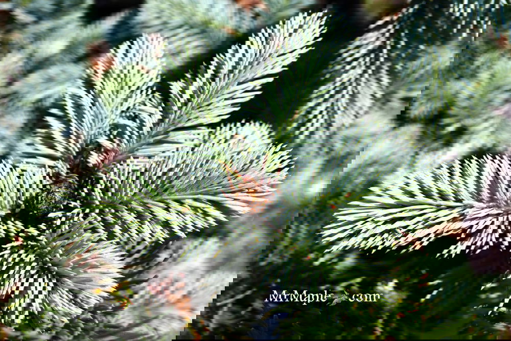 Picea pungens ‘Globosa' Dwarf Colorado Blue Spruce
