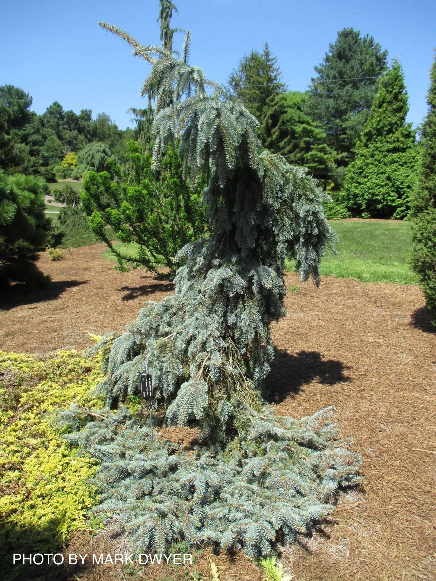 Picea pungens ‘The Blues' Weeping Blue Spruce